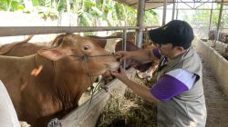 DKPP Batam periksa 17 ribu hewan kurban di lima kawasan