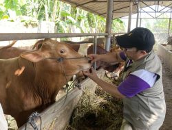DKPP Batam periksa 17 ribu hewan kurban di lima kawasan