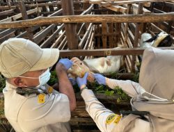 Lalulintas Hewan Ternak di Kepri Naik Tajam, Karantina Perketat Pemeriksaan