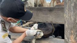 Karantina Kepri memperketat pengawasan hewan kurban menjelang Iduladha 1447 Hijriah. Ribuan sapi dan kambing diperiksa untuk memastikan bebas PMK, LSD, dan penyakit lainnya.