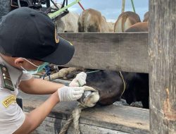 Jelang Iduladha, Karantina Kepri Perketat Pengawasan Ribuan Hewan Kurban