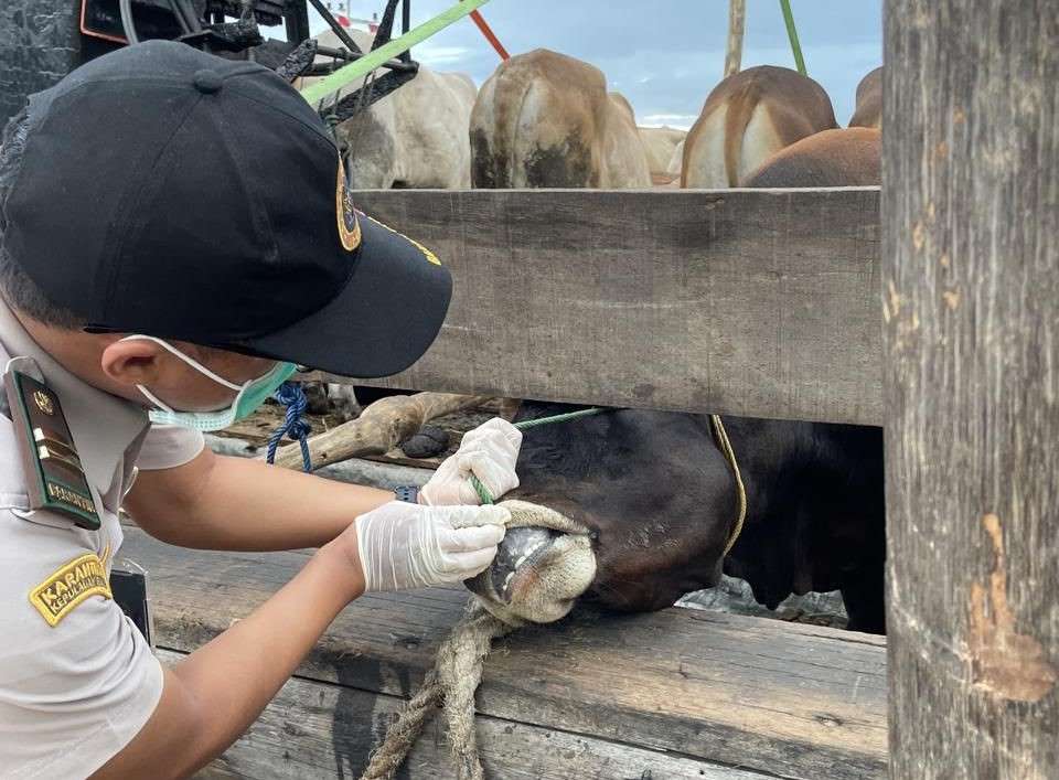 Karantina Kepri memperketat pengawasan hewan kurban menjelang Iduladha 1447 Hijriah. Ribuan sapi dan kambing diperiksa untuk memastikan bebas PMK, LSD, dan penyakit lainnya.