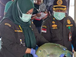 Ekspor Ikan Natuna Tembus 1,2 Miliar Rupiah, Karantina Kepri : Semua Dalam Keadaan Sehat
