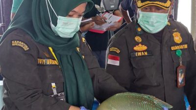Ekspor Ikan Natuna Tembus 1,2 Miliar Rupiah, Karantina Kepri : Semua Dalam Keadaan Sehat