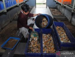 Peneliti BRIN tawarkan solusi inovatif tangani limbah Program MBG