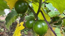 BRIN menemukan spesies terong berduri baru di Kalimantan bernama Solanum kalimantanense. Temuan ini memperkuat potensi besar keanekaragaman hayati Indonesia yang belum terdokumentasi.