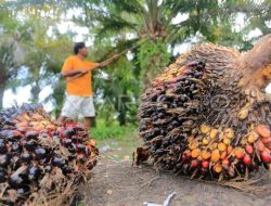Apkasindo: Ganoderma dan anjloknya harga TBS ancam sawit rakyat