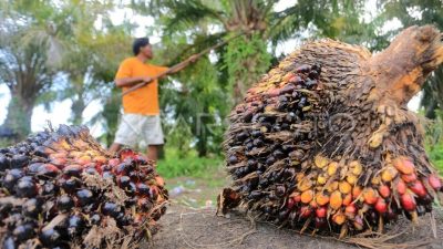 Apkasindo: Ganoderma dan anjloknya harga TBS ancam sawit rakyat
