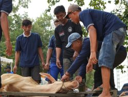 Idul Adha 1447 Hijriah, BP Batam Sembelih 33 Hewan Kurban untuk Masyarakat