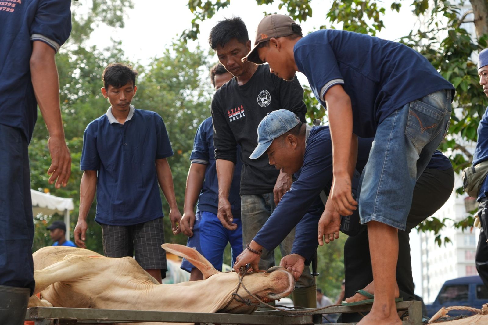 Idul Adha 1447 Hijriah di BP Batam diisi dengan penyembelihan 33 hewan kurban yang terdiri dari 15 sapi dan 18 kambing. Daging kurban disalurkan kepada masyarakat, petugas kebersihan, tenaga pendukung, dan media mitra.