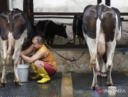 DPN usulkan peternakan sapi perah masuk prioritas swasembada pangan