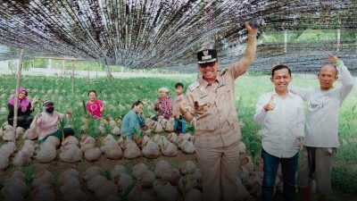 Kementan manfaatkan bibit lokal pada pengembangan kelapa di Natuna