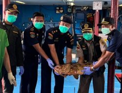 Ekspor Ikan Hidup Natuna ke Hong Kong Tembus Rp1,1 Miliar, Karantina Kepri Pastikan Bebas Penyakit