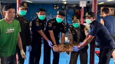 Ekspor Ikan Hidup Natuna ke Hong Kong Tembus Rp1,1 Miliar, Karantina Kepri Pastikan Bebas Penyakit