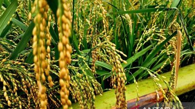 Kementan terapkan pertanian modern di Natuna, tingkatkan produksi padi