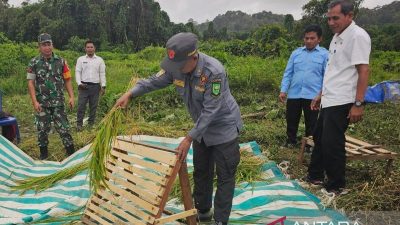 Menambah masa tanam untuk dongkrak produksi padi di perbatasan