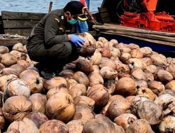 Karantina Kepri: Benih kelapa asal Natuna diminati untuk perkebunan