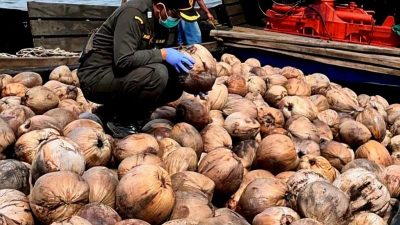 Karantina Kepri: Benih kelapa asal Natuna diminati untuk perkebunan