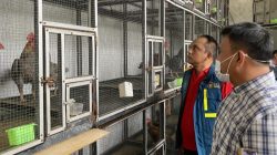 Polda Kepri ungkap penyelundupan 51 ayam Bangkok dari Malaysia