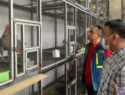 Polda Kepri ungkap penyelundupan 51 ayam Bangkok dari Malaysia