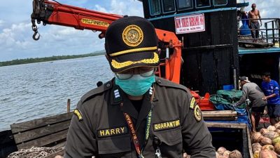 Bibit Kelapa Unggul Natuna Kian Diminati, Karantina Kepri Kawal Pengiriman 80.000 Butir ke Bintan