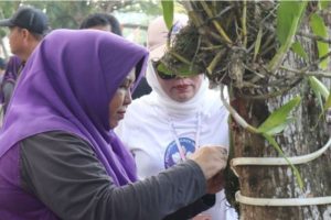 (CUMA ADA DI INDONESIA) Angrek yang Satu ini Nyaris Punah dari Muka Bumi