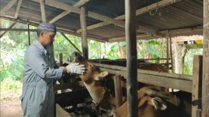 Alhamdulillah… Stok Hewan Qurban di Lingga Cukup