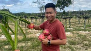 Libur Lebaran, Wagub Lingga Pilih Panen Buah Naga
