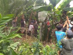 Pohon Menimpa Rumah Warga, Babinsa Sigap Membantu