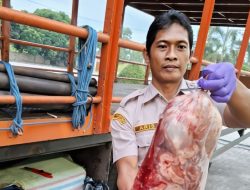 Karantina Lampung tahan ratusan kilogram daging celeng ilegal