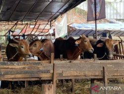 Diperkirakan 63 ribu hewan kurban masuk Jakarta menjelang Idul Adha