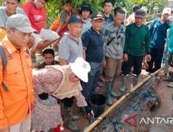 Warga OKI Tangkap Buaya Liar Pemakan Ternak