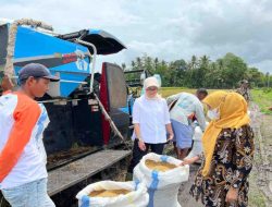 Bulog sebut lakukan penyerapan 30 ribu ton gabah petani per hari