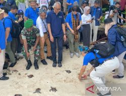 Peserta SeaBRnet lepas liar ratusan tukik di Wakatobi