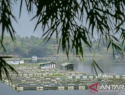 Purwakarta perkuat posisi sebagai daerah penghasil ikan air tawar