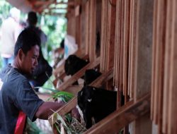 PLN EPI berdayakan masyarakat Gunungkidul lewat ternak kambing perah