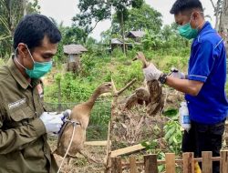Pemkab Hulu Sungai Tengah naikan stok vaksin amankan usaha ternak