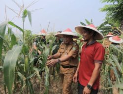 Pemkot Tangerang ajak swasta maksimalkan lahan kosong jadi produktif