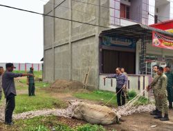 Satpol PP dan WH ingatkan peternak tidak lepas liar ternak