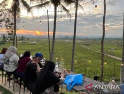 Mengelola hamparan sawah jadi oasis di Samarinda