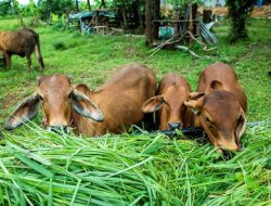 Sapi Presiden Jokowi untuk Kepri Akan di Kurbankan di Masjid Azzulfa Dabosingkep, Lingga
