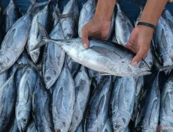 BRIN Tengah Kembangkan Vaksin Ikan untuk Jaga Produktivitas Pangan