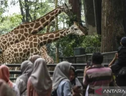 Libur Isra Miraj dan Imlek, hampir 150 ribu wisatawan kunjungi Ragunan