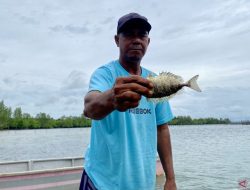 Panen Ikan Dingkis Saat Imlek di Batam