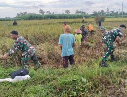 Alat Tradisional Jadikan Babinsa Koramil Tlogowungu Bantu Petani