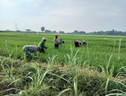 Babinsa Sikat Habis, Pengganggu Tanaman Padi