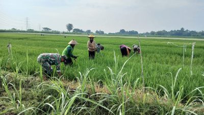Babinsa Sikat Habis, Pengganggu Tanaman Padi