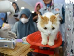Lagi Rame… Kucing Terserang Rabies, Ini Ciri-Cirinya