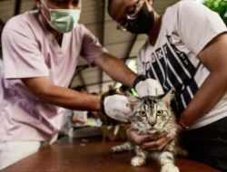 It’s the Season for Cats to Contract Rabies, Here’s How to Identify the Symptoms