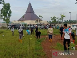 Kalsel tanam 800 bibit Eucalyptus alba
